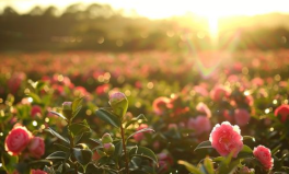 花草摄影写真,花草摄影写真中的色彩与形态演绎