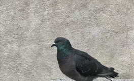 不鸽的小姐姐能要吗,揭秘她的魅力与独特魅力